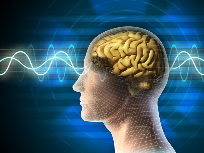 Neuroanatomy Made Simple Part V (Self-Study)