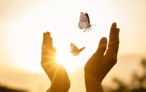 The girl frees the butterfly from  moment Concept of freedom