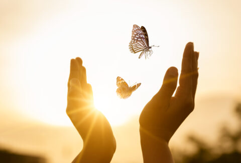 The girl frees the butterfly from  moment Concept of freedom