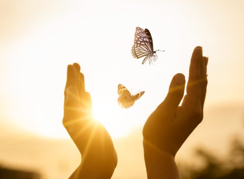 The girl frees the butterfly from  moment Concept of freedom